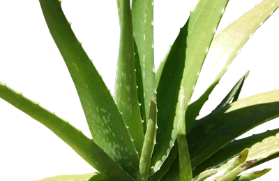 Aloe Vera Plant