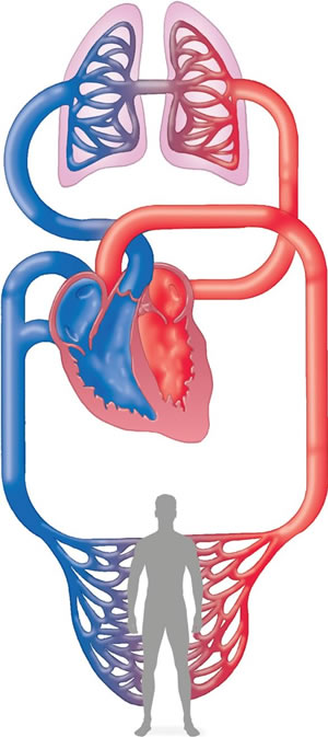 Blood circulation through the body