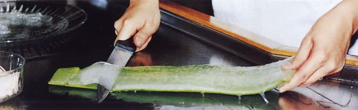 Hand filleting an Aloe Vera leaf