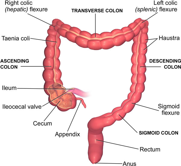 Large intestine